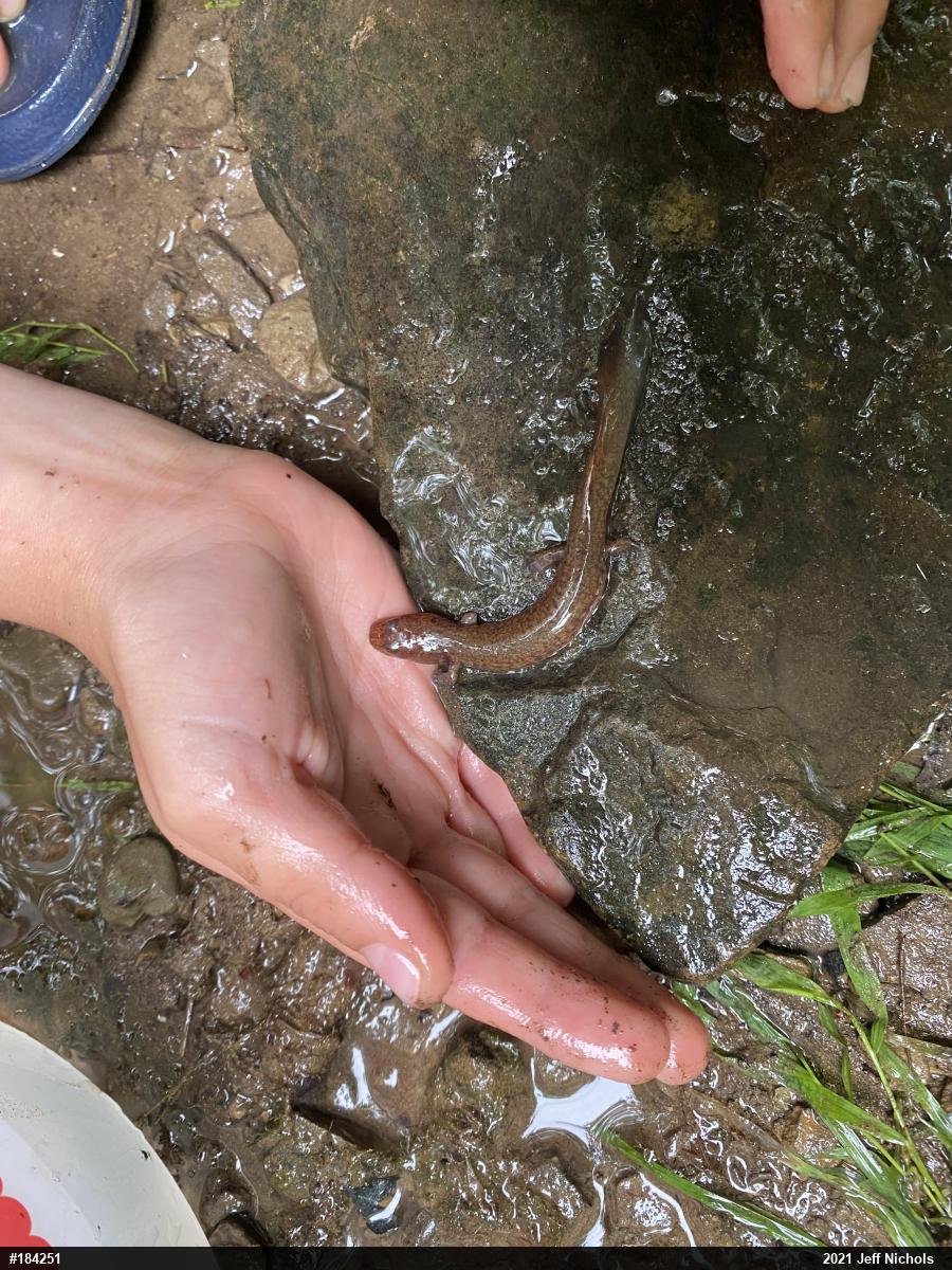 Northern Spring Salamander