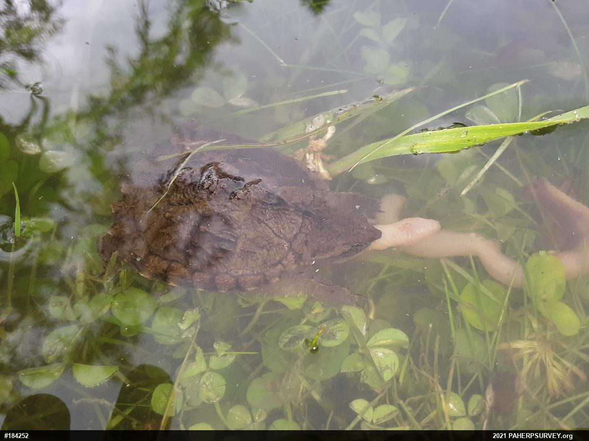 Snapping Turtle