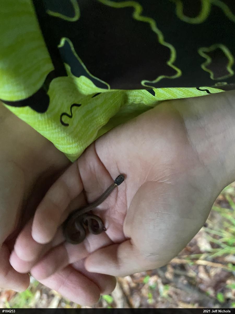 Red-bellied Snake