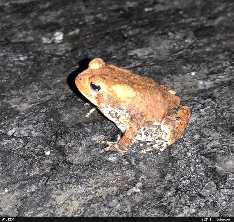 Eastern American Toad