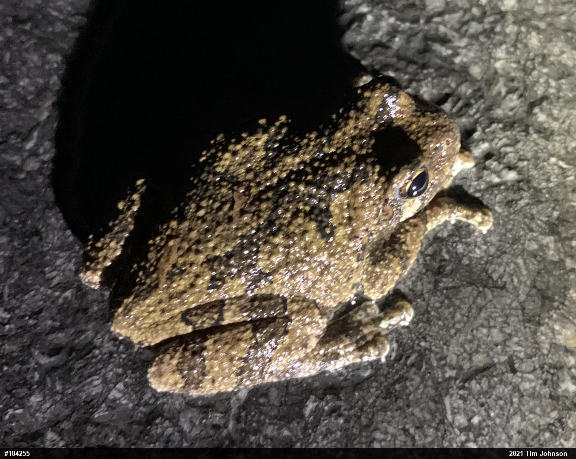 Unknown Gray Treefrog
