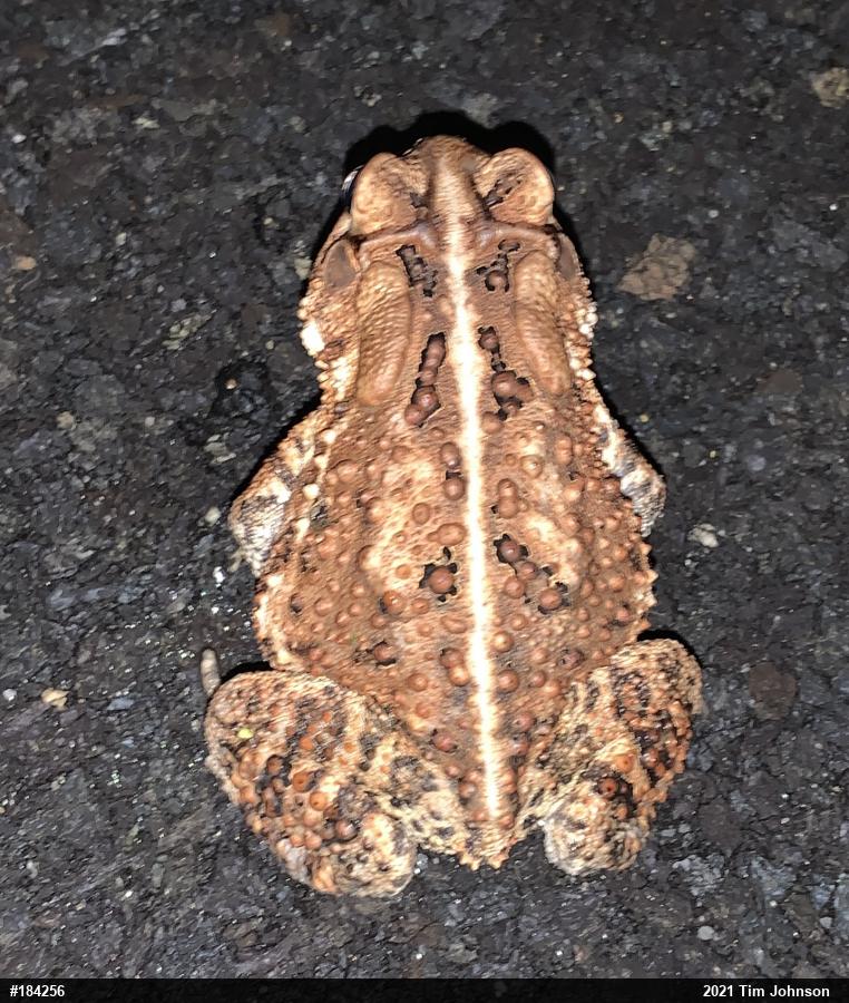 Eastern American Toad