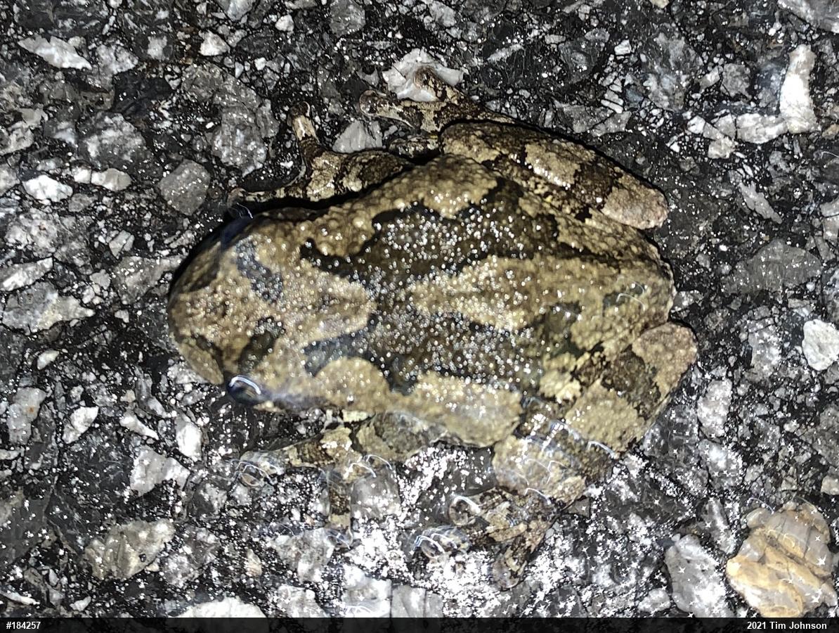 Gray Treefrog