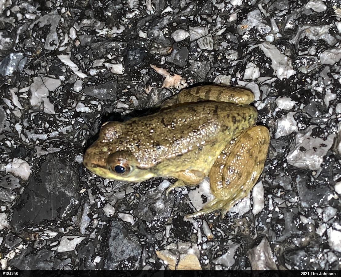 Green Frog