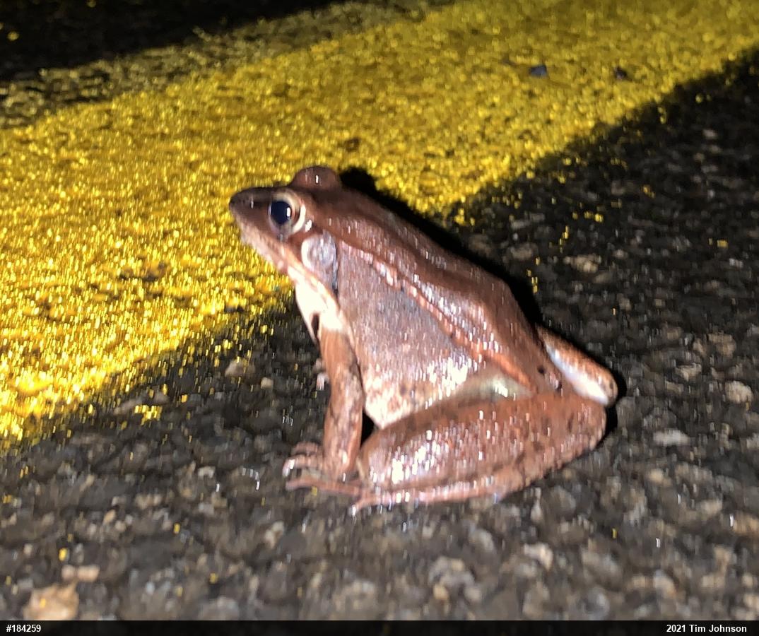 Wood Frog