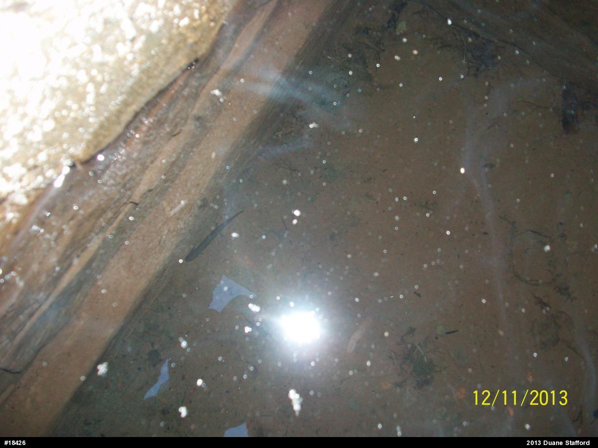 Northern Spring Salamander