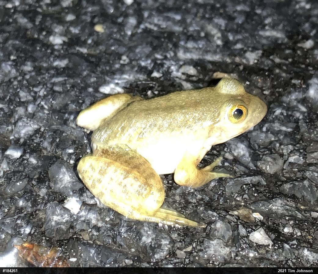 American Bullfrog