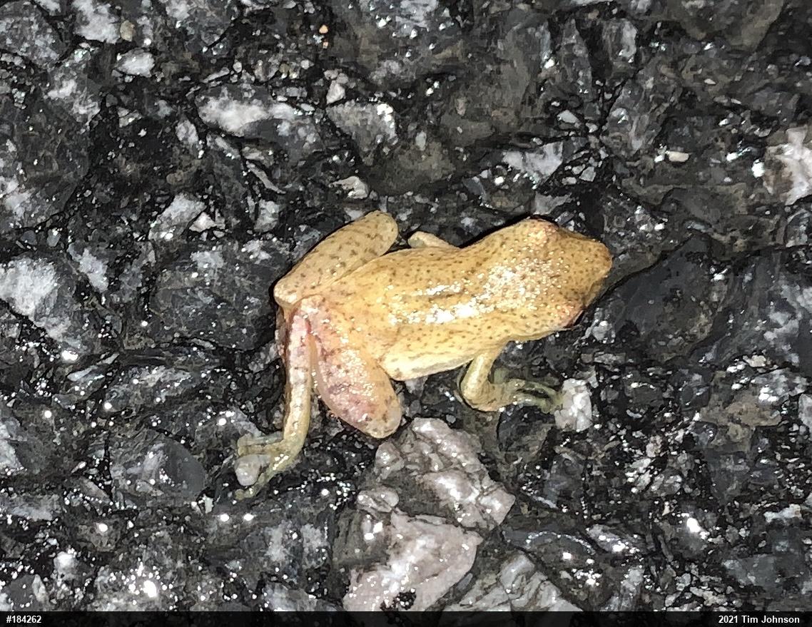 Spring Peeper
