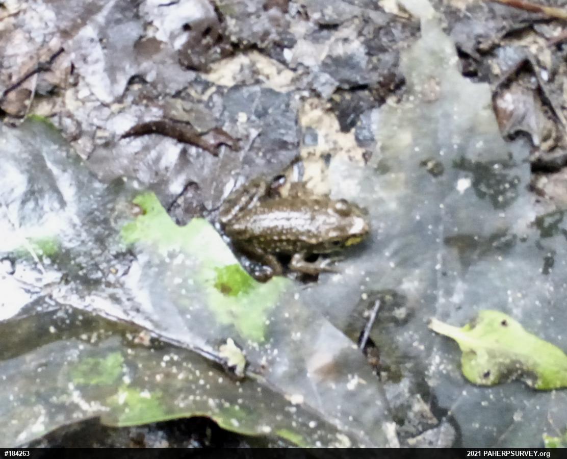 Green Frog