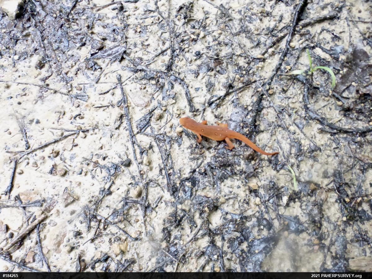 Red-spotted Newt