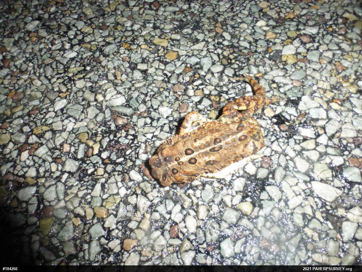 Eastern American Toad