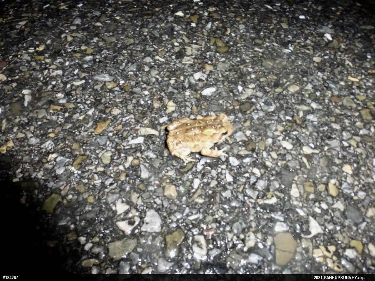 Eastern American Toad