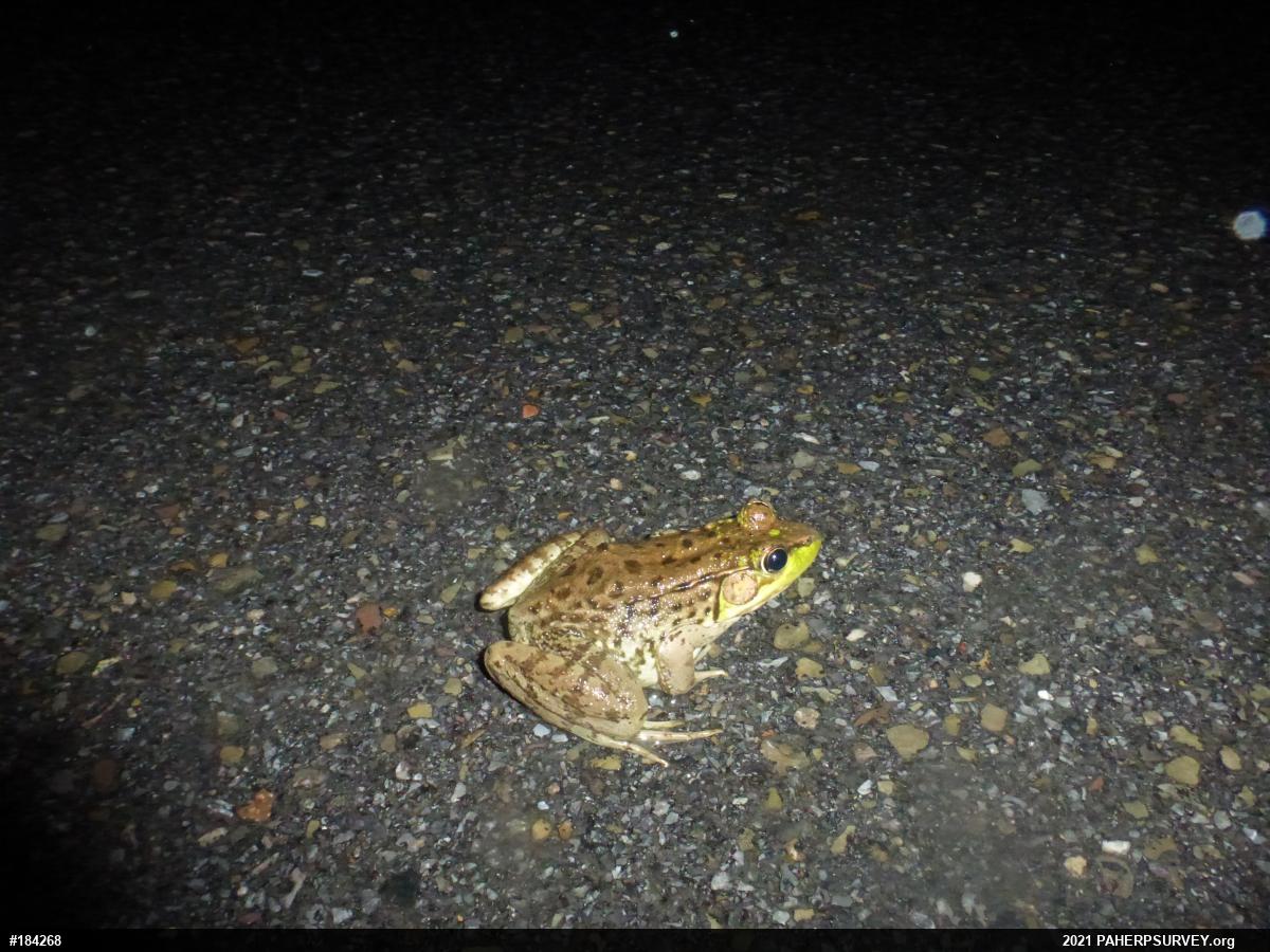 Green Frog