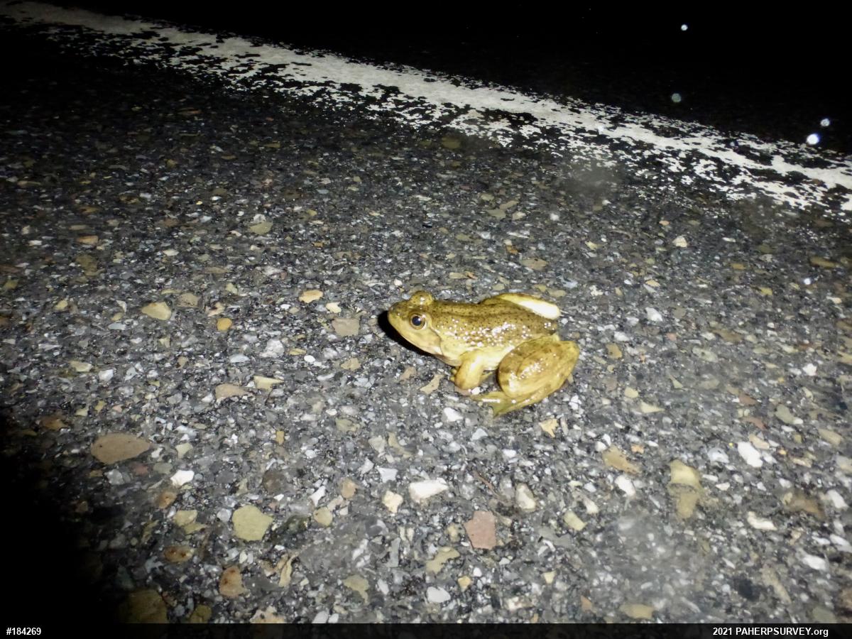 American Bullfrog