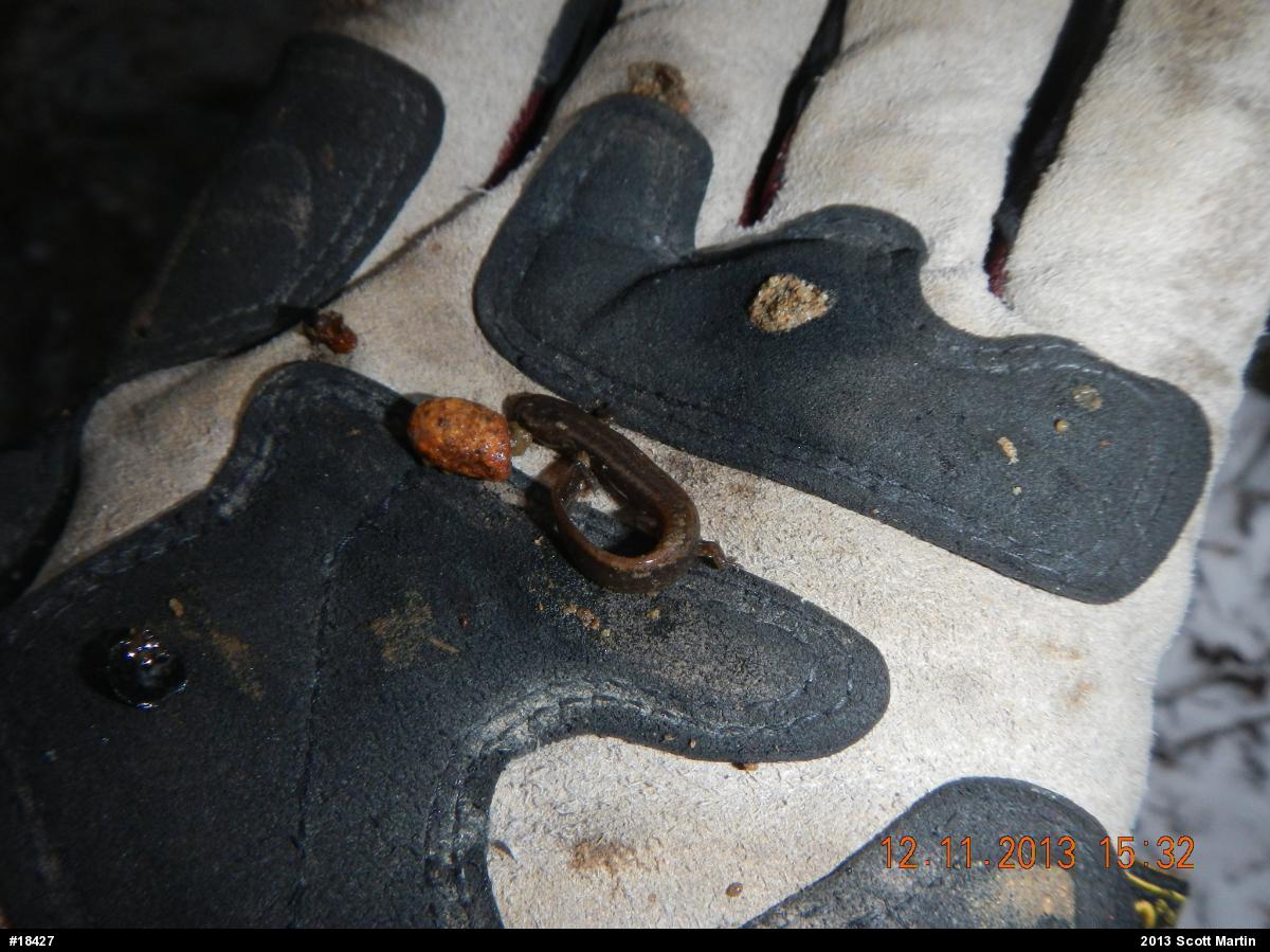 Northern Two-lined Salamander