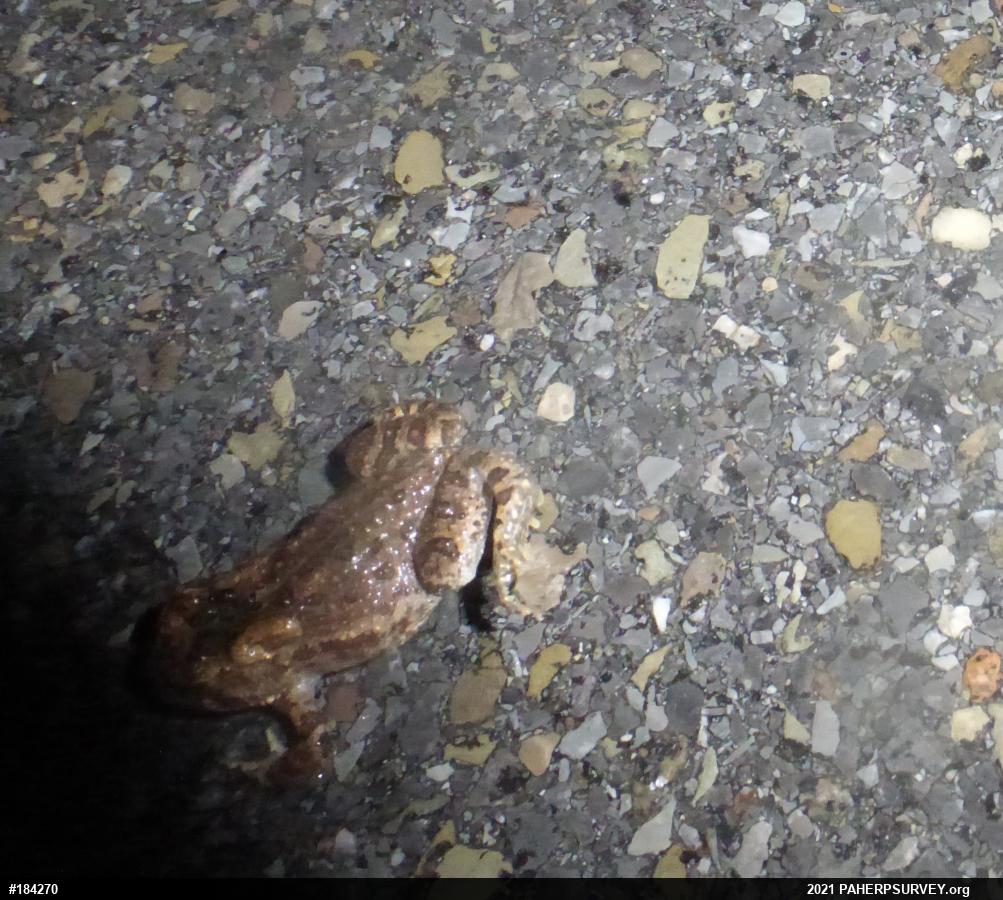 True Toads