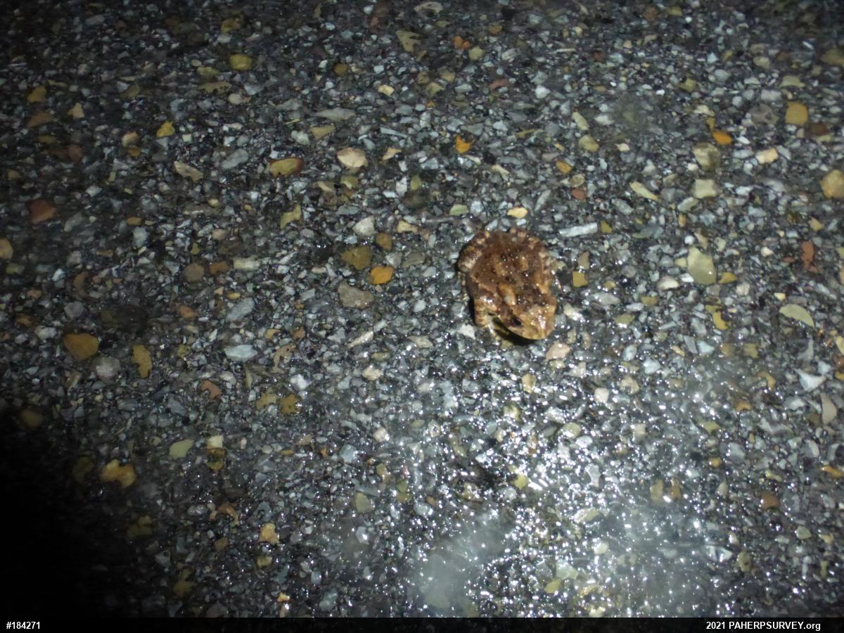 Eastern American Toad