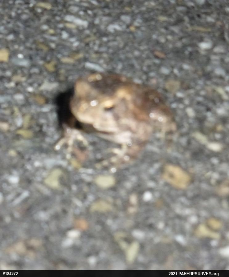 True Toads