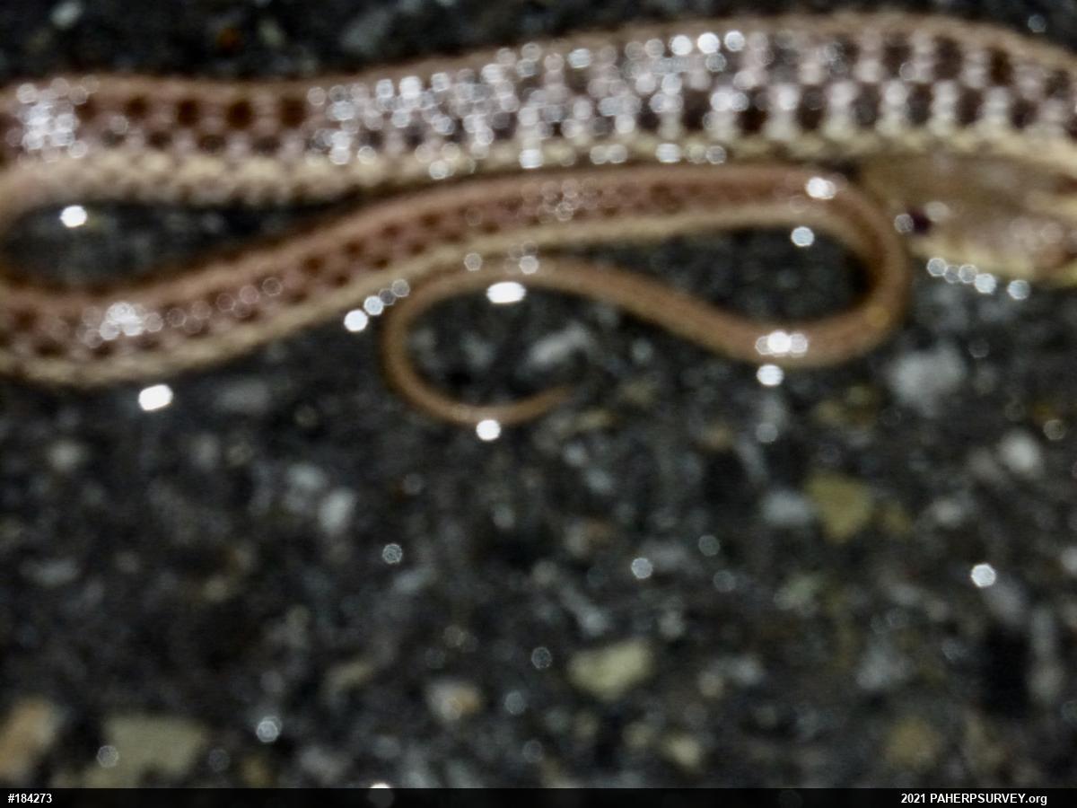 Eastern Gartersnake