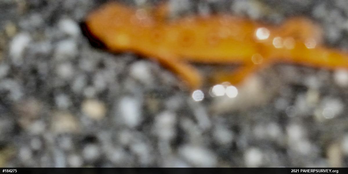 Red-spotted Newt