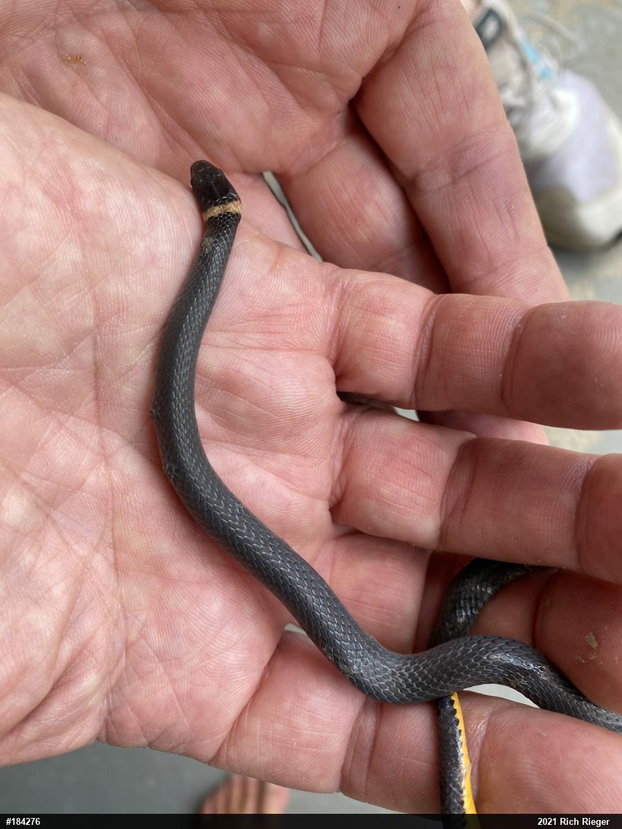 Northern Ring-necked Snake
