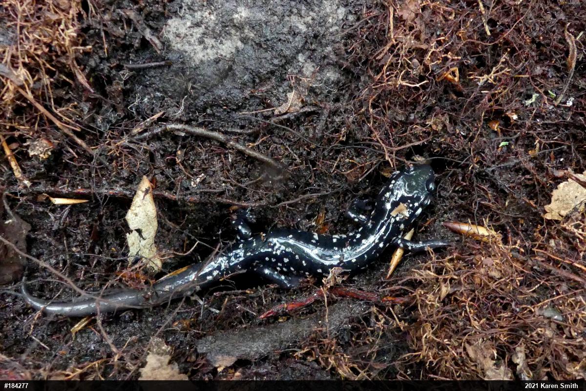 Northern Slimy Salamander
