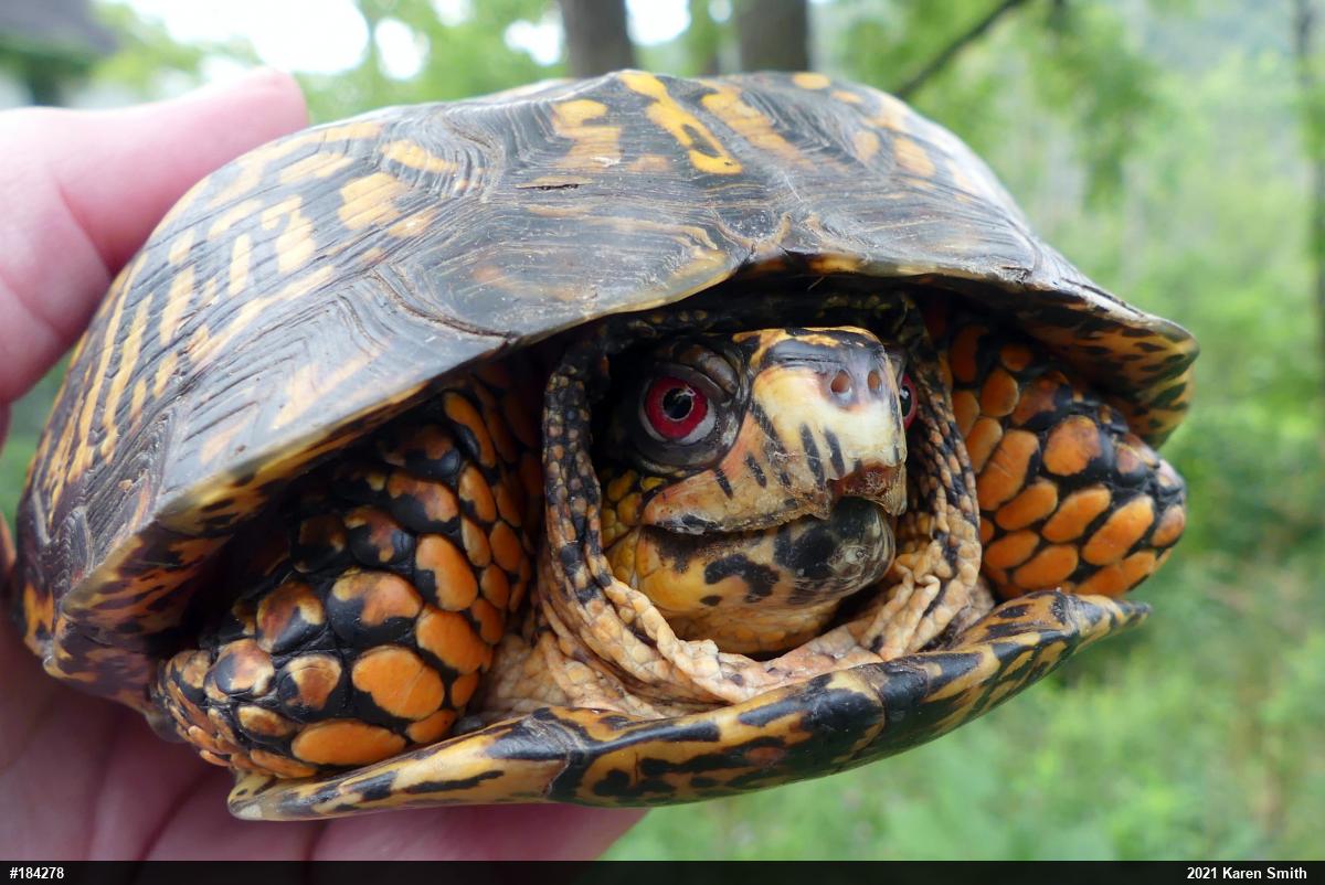 Eastern Box Turtle