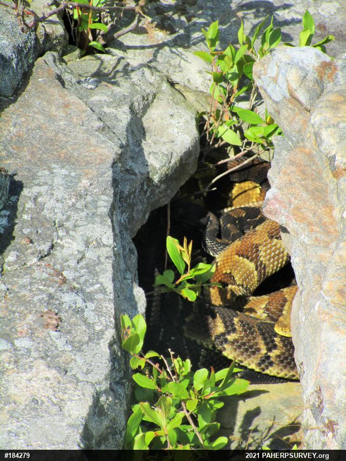 Timber Rattlesnake
