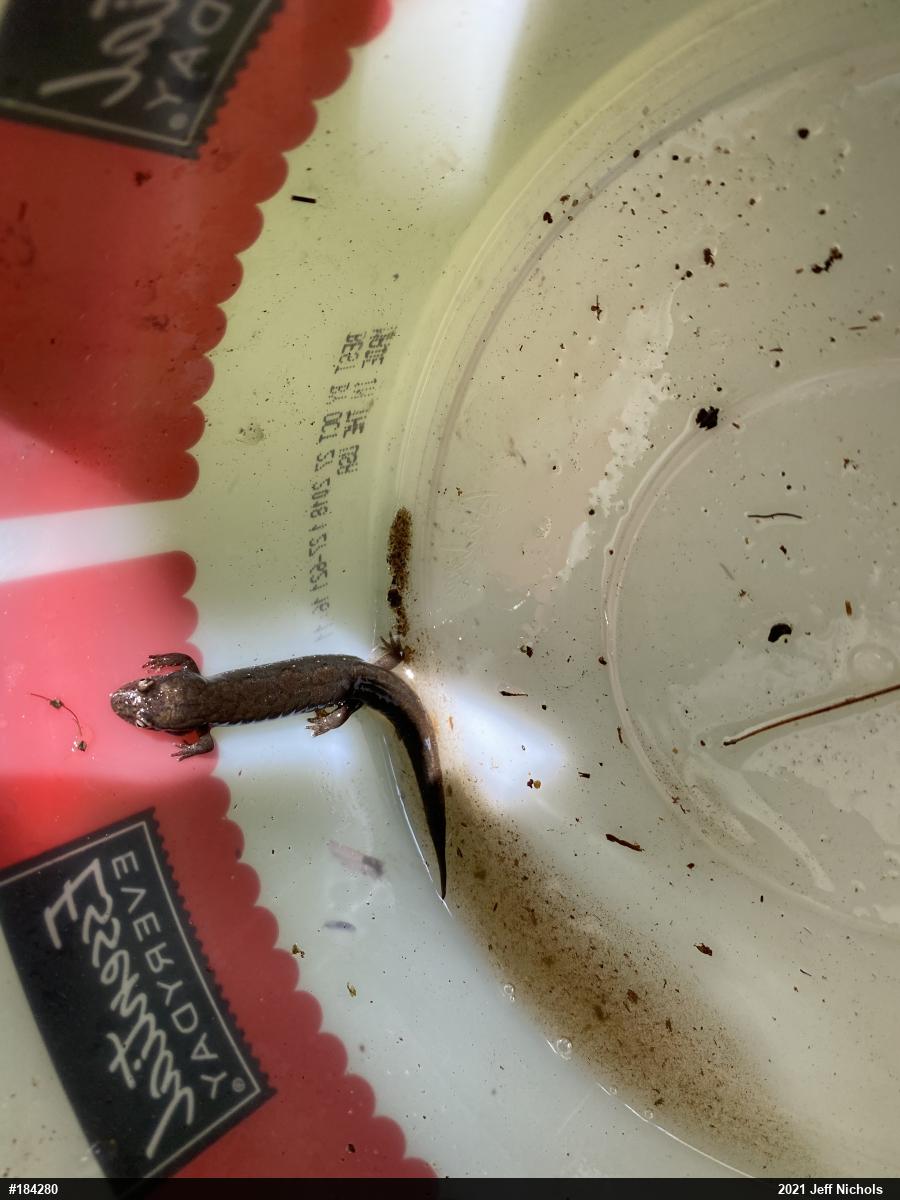 Northern Dusky Salamander