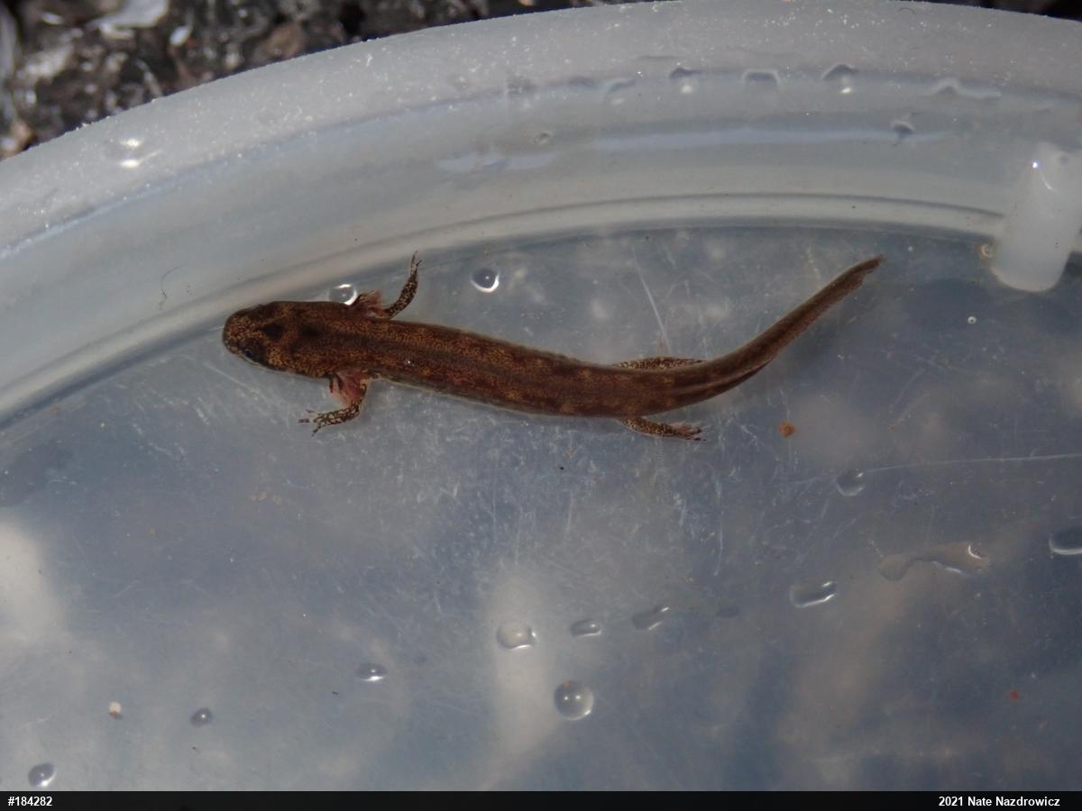 Northern Two-lined Salamander