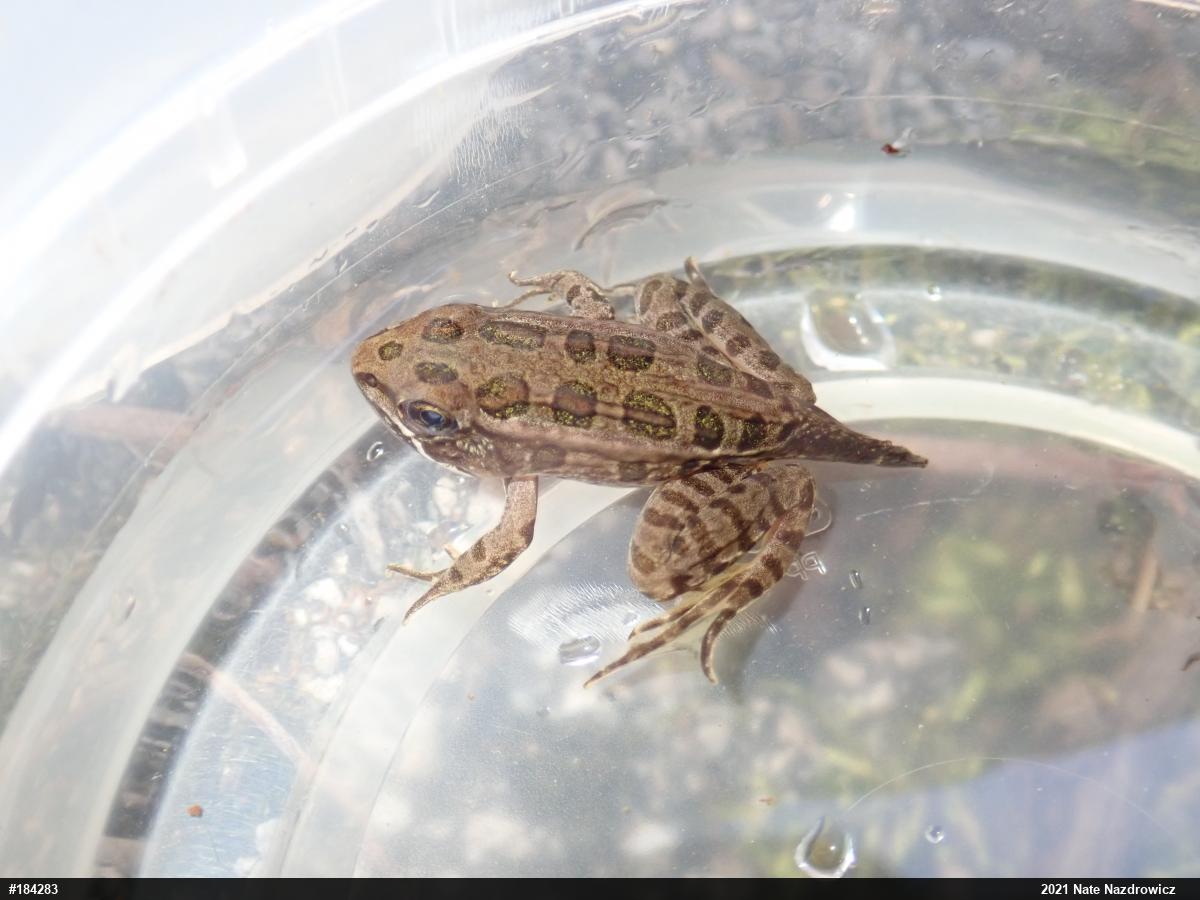Pickerel Frog