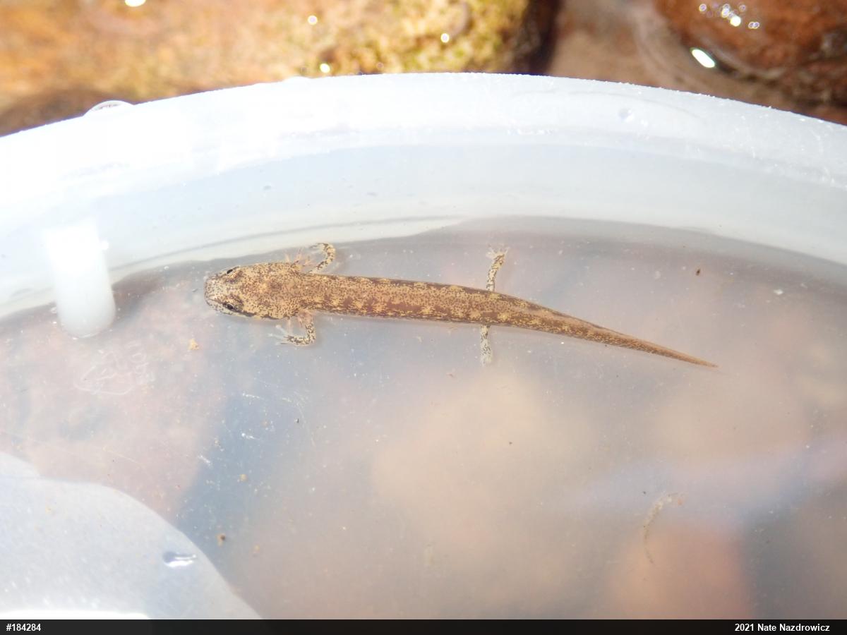 Northern Two-lined Salamander