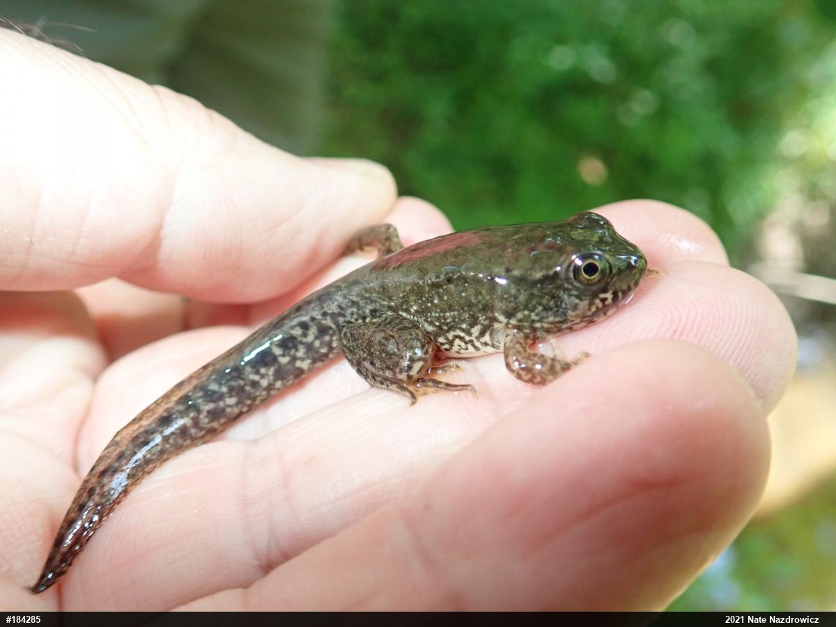 Green Frog