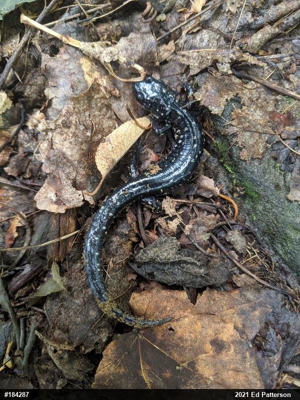 Northern Slimy Salamander