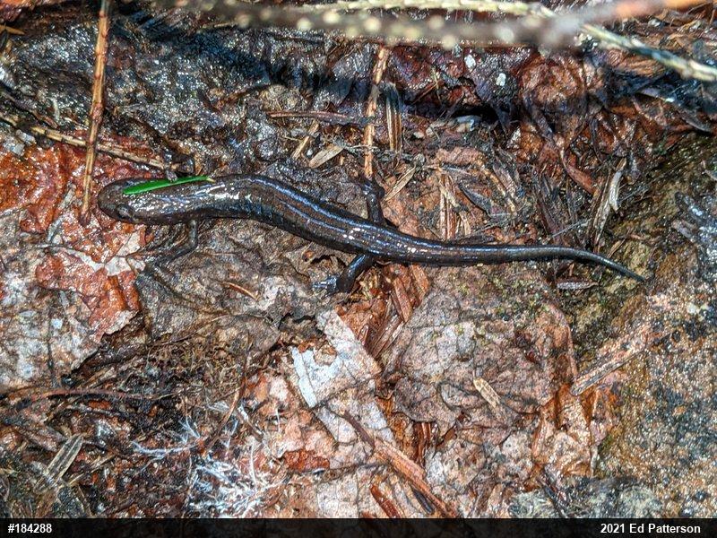 Allegheny Mountain Dusky Salamander