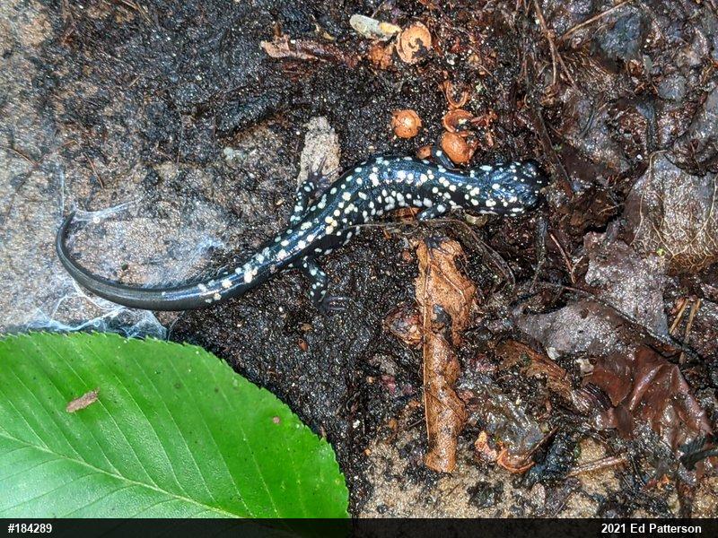 Northern Slimy Salamander