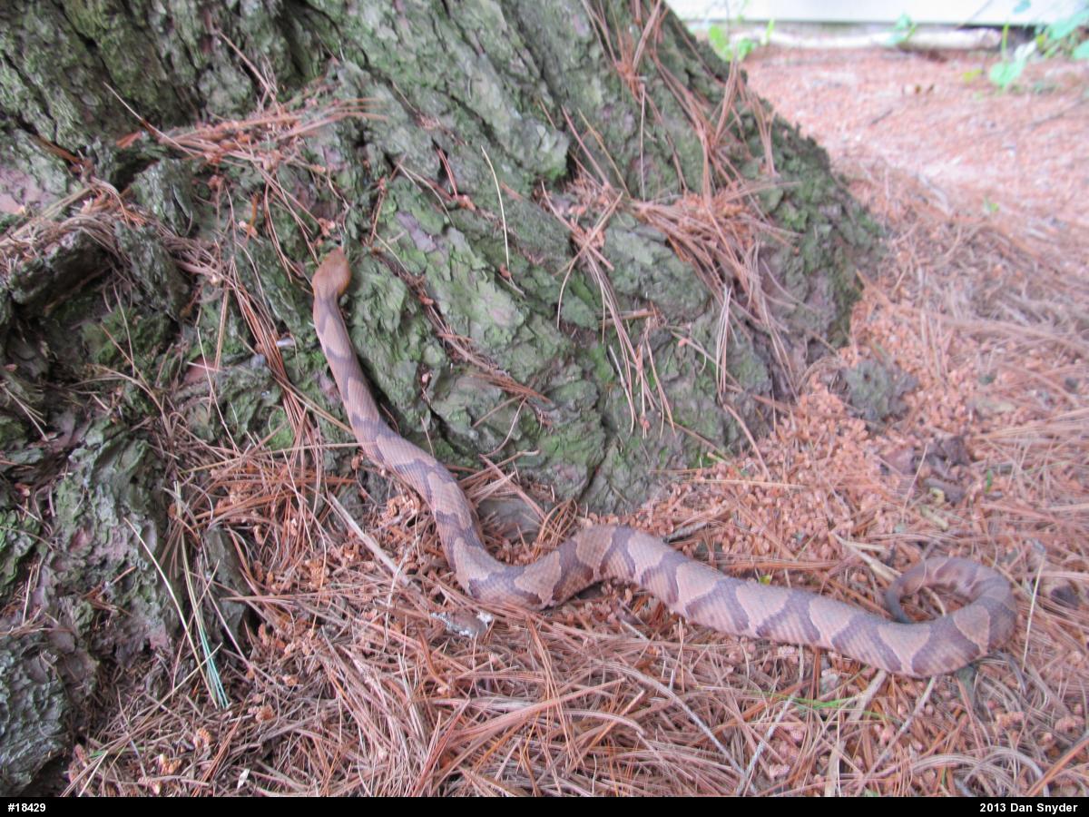 Northern Copperhead