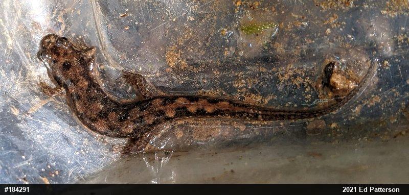 Seal Salamander