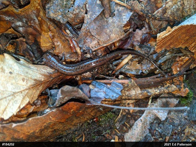 Allegheny Mountain Dusky Salamander