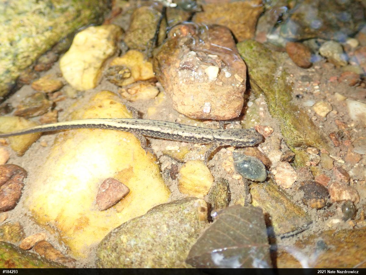 Northern Two-lined Salamander
