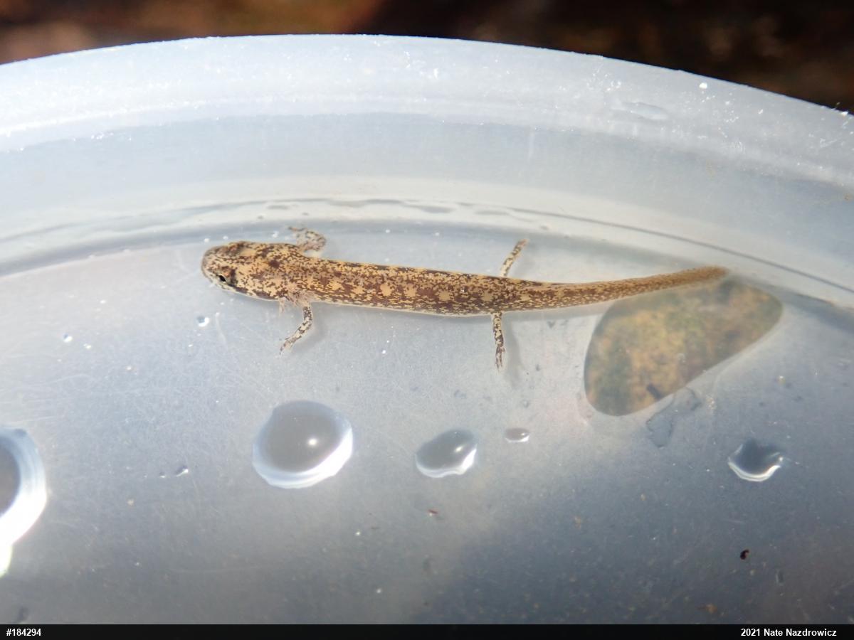 Northern Two-lined Salamander