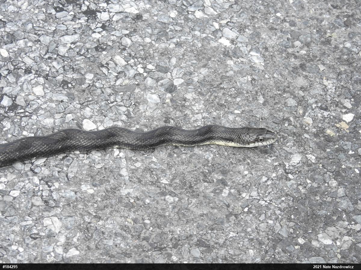 Eastern Ratsnake