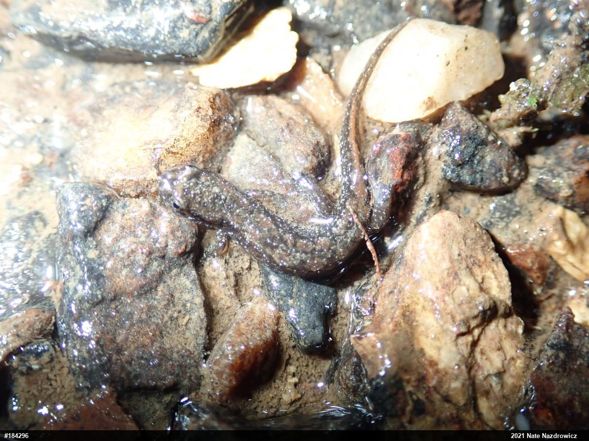 Northern Dusky Salamander