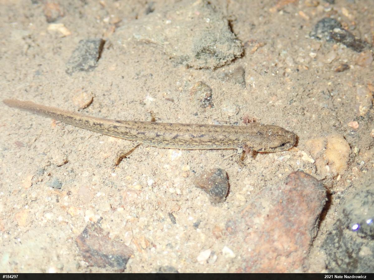Northern Two-lined Salamander