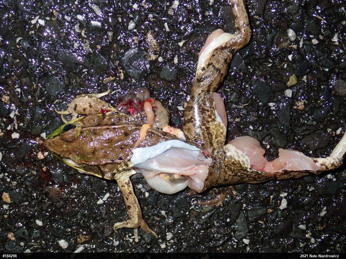 Green Frog