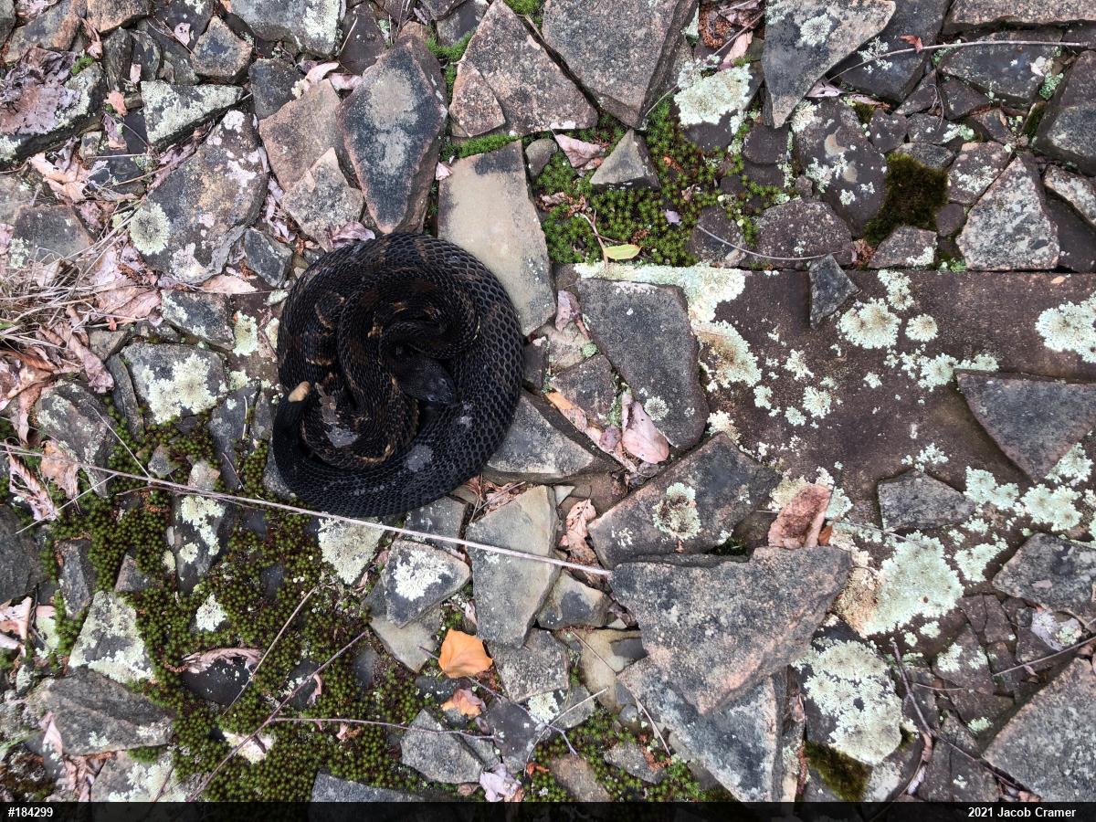 Timber Rattlesnake