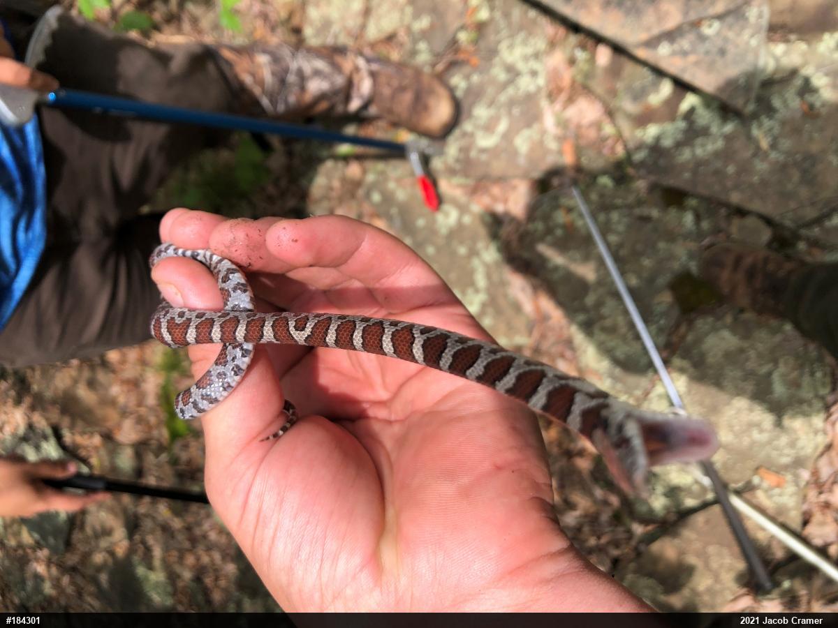 Eastern Milksnake