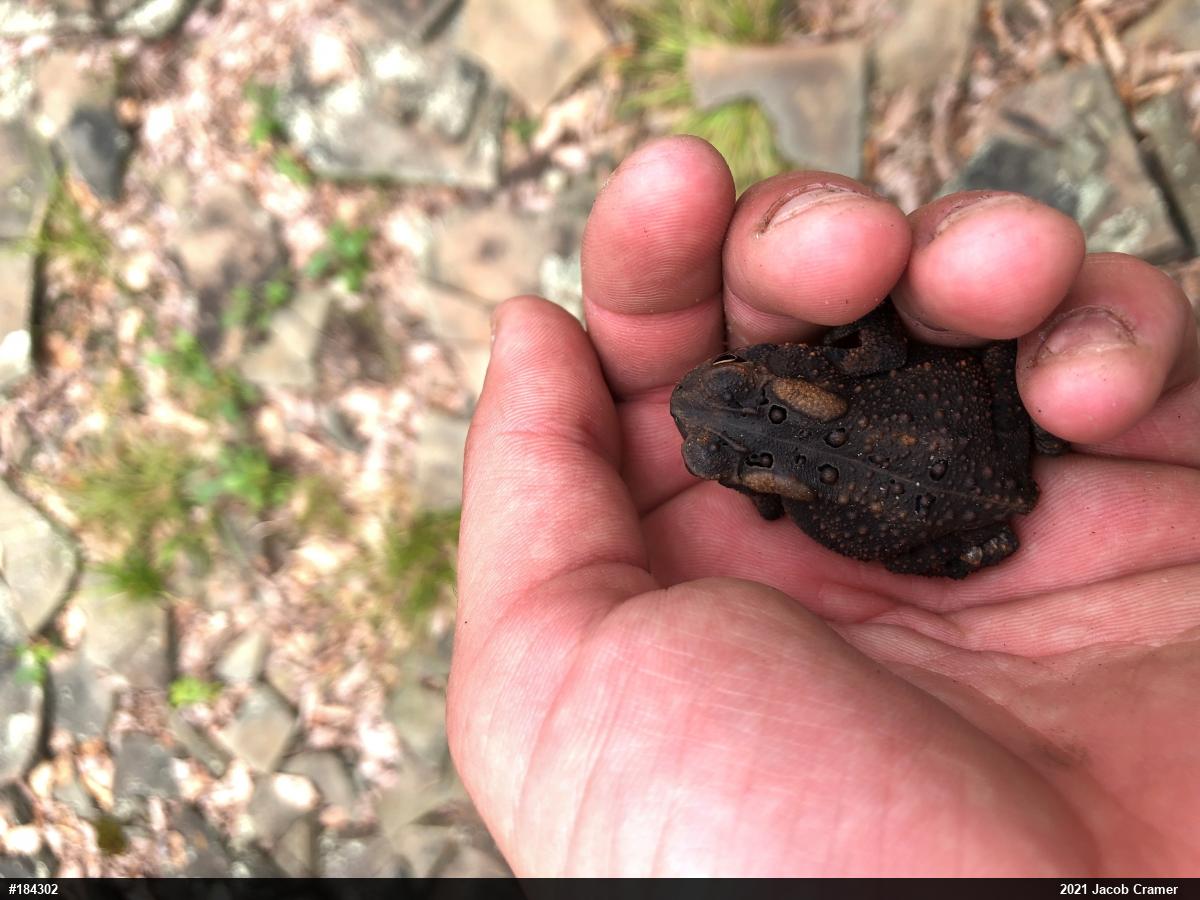 Eastern American Toad
