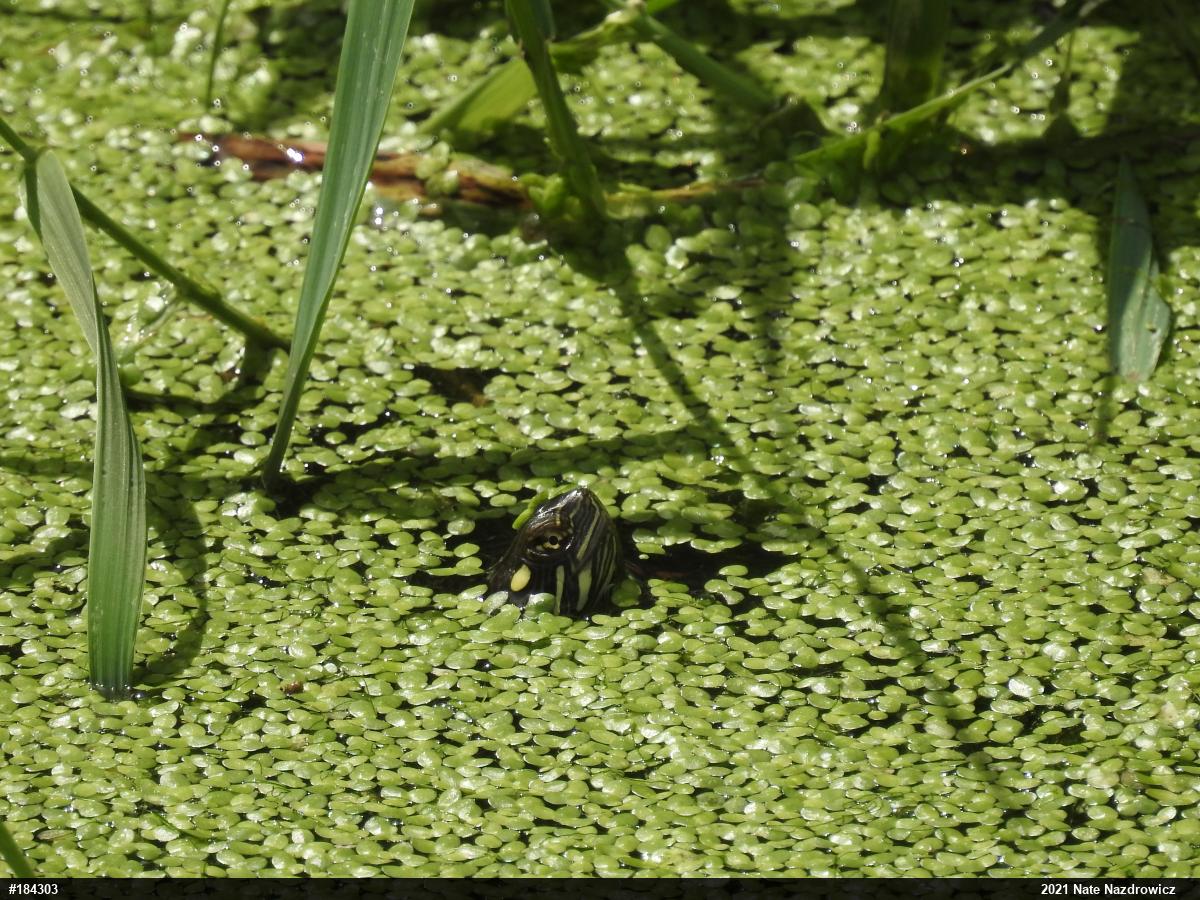 Painted Turtle