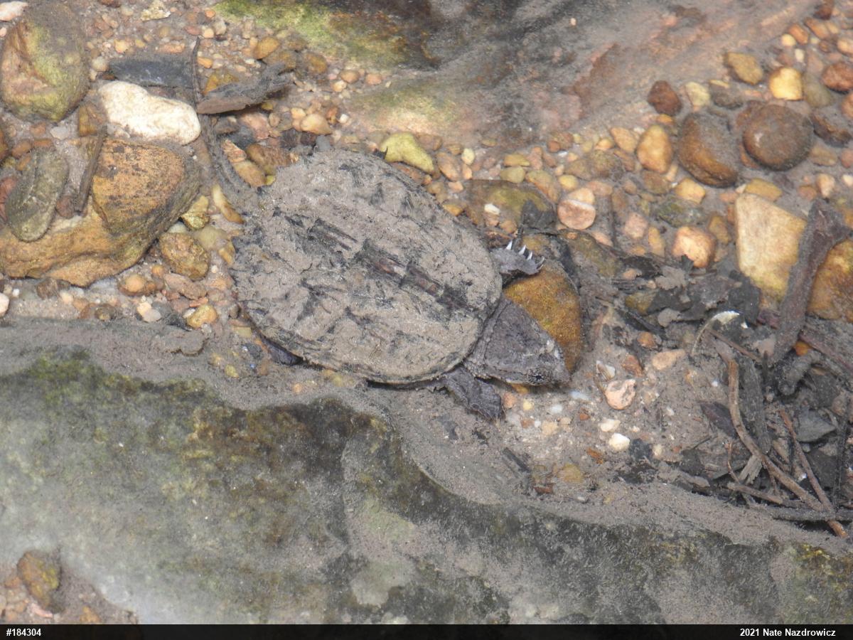 Snapping Turtle